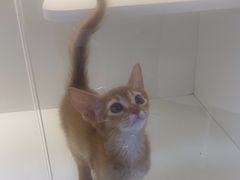 -小猫来了·猫舍(红山六九七九店)