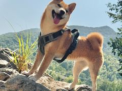 -艾吉宠物医院·疑难杂症转诊中心·猫友好(碧江路院)