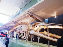 -墨尔本博物馆(Melbourne Museum)