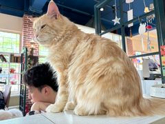 -猫小院猫主题餐厅(南锣旗舰店)