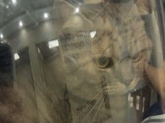 -安安宠医宠物医院·异宠·犬猫内科(岳阳分院)