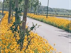 -嘉北郊野公园