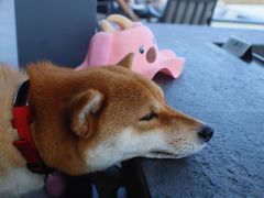 -瑰丽酒店·海吧·天际下午茶·现场DJ·天台酒吧