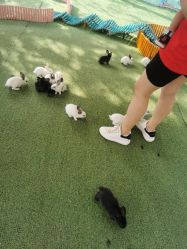 -萌宠亲子动物乐园(槐房万达店)