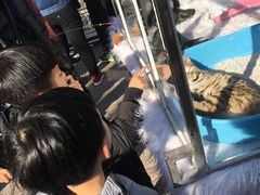 -中环花鸟鱼虫市场