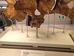 -北京周口店北京人遗址博物馆