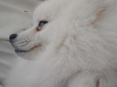 -怪兽屋·羊驼·猫咖·狗咖(俊华广场店)