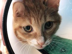 -安安宠医·安宠宠物医院