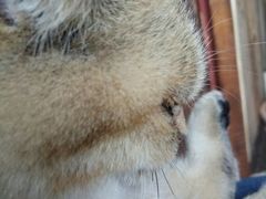 -壹六猫窝(谷德店)