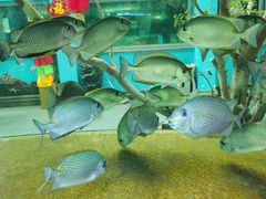 -北国之春国宴(乌兰察布店)