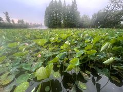 -黄兴公园