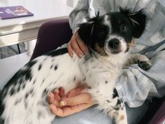 -宠爱国际动物医院· 猫科· 外科·中兽医(长白店)