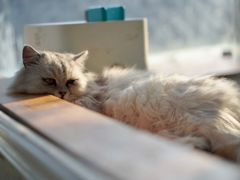 -猫小院猫主题咖啡厅(北锣店)