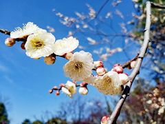-梅花山(明孝陵内)