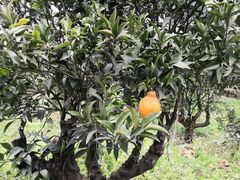 -樱桃山旅游景区