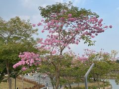 -深圳人才公园
