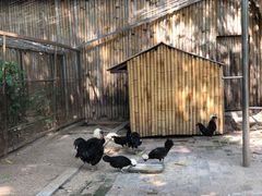 -深圳野生动物园