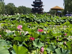 -白洋淀风景区