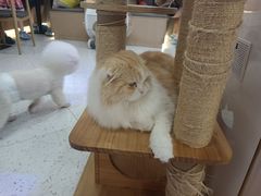 -喵园·猫主题咖啡厅·撸猫·猫咖(国贸店)