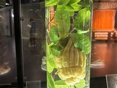 -广东中医药博物馆