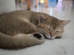 -lincat·猫舍(广州店)
