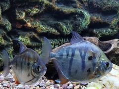 -上海海洋水族馆