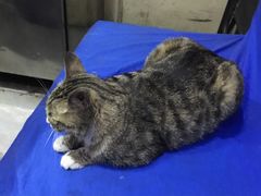 -延成苑韩式烤肉店(长春道店)