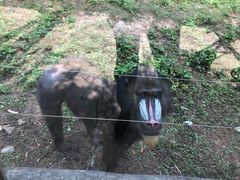 -东莞香市动物园