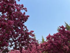 -石家庄市植物园