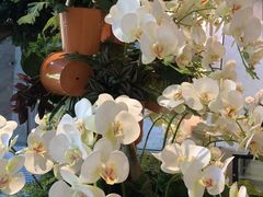 -上海虹桥西郊假日酒店