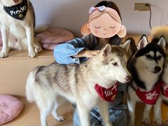 -Husky Go! 哈士奇体验馆·宠物咖啡厅狗咖
