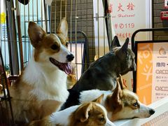 -柯斗斗主题餐厅·狗咖·围炉煮茶·茶饮(国瑞升平里店)