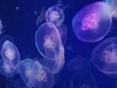 -石家庄极地海洋世界