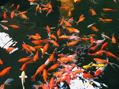 -南宫五洲植物乐园