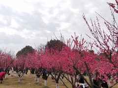 -长广溪湿地公园