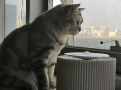 -Cappucimeow猫咪咖啡馆(韦伯时代店)