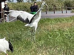 -盐城丹顶鹤湿地生态旅游区