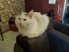 -猫咪咖啡店(新城大街店)