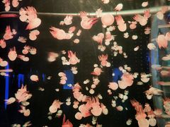 -多彩贵州城极地海洋世界