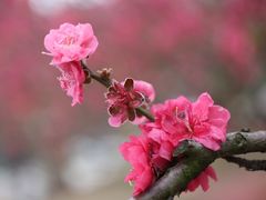 -南国桃园旅游度假区