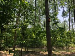 -合肥滨湖国家森林公园