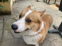 -食其家·牛丼咖喱(昆山巴黎春天店)