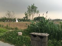 -田园东方蜜桃村的田野营地