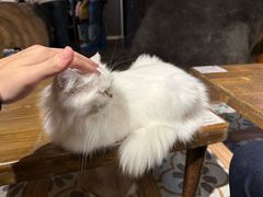 -猫猫幼稚园·撸猫·桌游·电玩