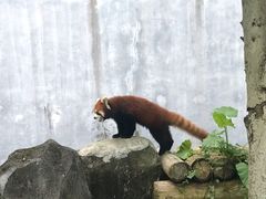 -东部华侨城