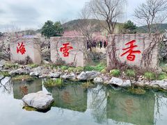 -香雪海