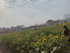 -百万葵园