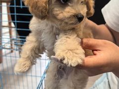 -萌宠之家·腊肠犬·马尔泰·小体犬舍