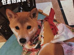 -猫色咖啡·猫咖