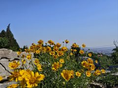 -原山国家森林公园